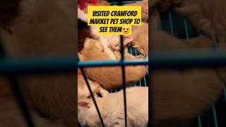 Visited Crawford Market Pet Shop To see Them 😍 shorts crawfordmarket [upl. by Eilraep]