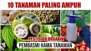 10 TANAMAN PALING AMPUH BASMI HAMA TANAMAN  PESTISIDA ORGANIK [upl. by Hedi272]