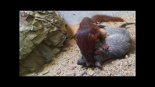 Weasel Vs Rat  Weasel Attack Rat  Rat Attack Weasel  WORST BITE EVER [upl. by Jack]