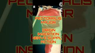 Pectoralis Major Breakdown Origins Nerves amp Actions  shorts shortfeeds [upl. by Reamy883]