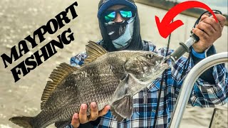 Mayport Fishing for sheepshead and drum Jacksonville Florida [upl. by Hyozo]