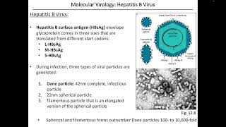 Virology Chapter 12 Part 2 Hepatitis Viruses [upl. by Market809]