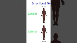 Medial  Lateral  Proximal  Distal What do they mean directionalterminology [upl. by Swain]