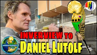 DANIEL LÜTOLF the SHOW BUDGIE breeder interview Budgie Planet birds budgerigar periquitos perruches [upl. by Jamima901]