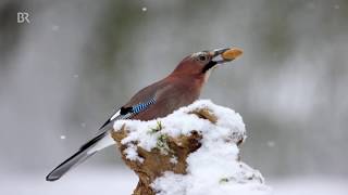 Vögel zählen 60 Minuten für die Natur  BR24 [upl. by Aldwon]