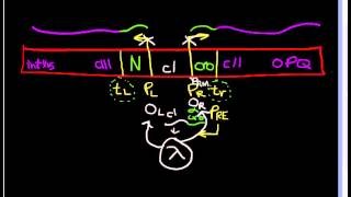 Lambda Phage part 2 Lytic vs Lysogenic quotdecisionquot [upl. by Nosned]