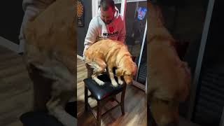 Well trained dog acts like a human 😵‍💫 goldenretriever humandog intraining 101 [upl. by Mallorie433]