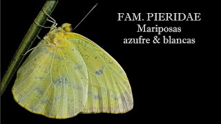 ENTOMOLOGÍA  Mariposas azufre y blancas  Familia Pieridae [upl. by Anirac]