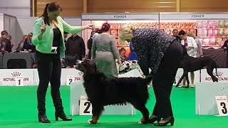 BERNESE MOUNTAIN DOG Part 3 of 4 ZooExpo 2016 FCI CACIB Dog Show [upl. by Odinevneib815]