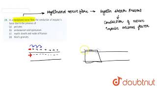 In a medullated nerve fibre the conduction of impulse is faster due to the presence of [upl. by Cahn12]