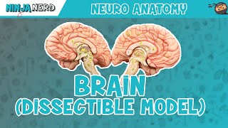 Anatomy of the Brain  Dissectible Model [upl. by Monia]