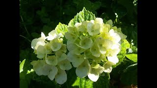 Hortensia  cuidados y tips [upl. by Limbert]