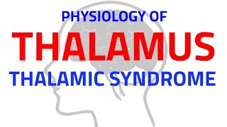 THALAMUS  CNS PHYSIOLOGY  NEUROPHYSIOLOGY [upl. by Gereron200]