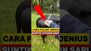 Cara Cerdik Suntik Vitamin Sapi‼️ [upl. by Ajad955]