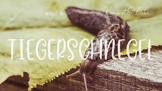 Tigerschnegel  Tigernacktschnecke 👍Ein Nützling in unserem Garten  KompostampLiebe [upl. by Hanleigh]