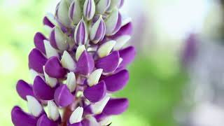 RUSSELL LUPINE Lupinus polphyllus [upl. by Sile]