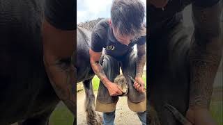 Horses Hoof Cleaning horse farming hoofcleaning hooftrimming hoof [upl. by Seligman]