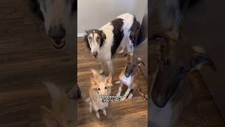 whosnootit part 1 dogtok borzoi silkenwindhound puppy whodunit youdecide fyp dogs [upl. by Rea]