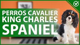 🐶 Perros CAVALIER KING CHARLES SPANIEL  Origen características y cuidados 👑🐶 [upl. by Ahseram]