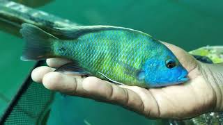 cichlid fish farm susee fish farm kolathur fish market [upl. by Tima]