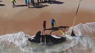 Killer whale found dead on Florida beach How did this happen [upl. by Irena]