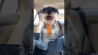 Talking Schnauzer tells owner how happy he is minischnauzer [upl. by Suoivatnod953]