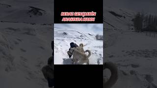 Kangal Dog Fights 😡  Turkish Shepherds  Kangal Fight [upl. by Iggam]