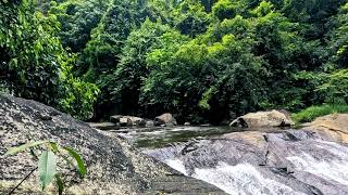 babbling brook nature sounds Trickling Forest Creek  Water Sounds  Relaxing Nature Video [upl. by Onoitna133]