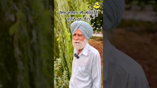 Weeping Willow ਜਾਂ English Willow PR Panjab prpanjab agriculture farmlife tree plants [upl. by Dimo146]