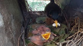 Common myna Birds There are worms feeding her chicks in the nest [upl. by Hsirahc]