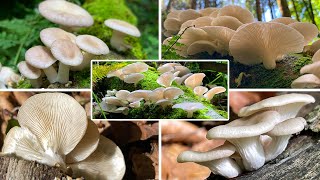 Lungenseitling Verwechslung  Löffelförmiger Seitling SommerAusternseitling Pleurotus pulmonarius [upl. by Ynnal669]