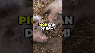 21 Things You Never Knew About Pigs 🐷 [upl. by Zwick]