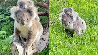 Koala Cuteness Mama and Baby Koala Poses For The Camera  WooGlobe [upl. by Clorinde]