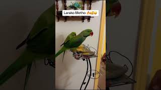 Fully talking about parrot 🦜🦜 for Angry 😡shorts trending funny [upl. by Tedie]