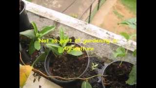 Mandevilla Propogation  Simple amp Successful [upl. by Othella]