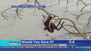 Trending Giant Spider Rescued From Floodwaters [upl. by Eceinert]