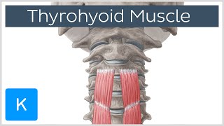 Thyrohyoid Muscle Origin and Insertion  Human Anatomy  Kenhub [upl. by Witcher]