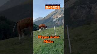 🐄 🏔️Naturalny wypas krów Milka w Alpach gospodarstwo krowy milka natural [upl. by Herstein]