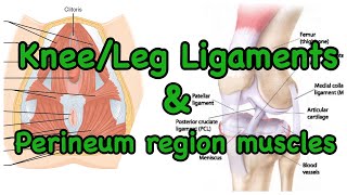 Knee and Leg Ligaments  Leg Anatomy [upl. by Sualkin]