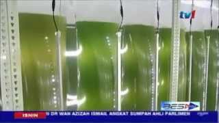 Kelebihan Alga Air Masin Rumpai Laut Algae Haematococcus Pluvialis amp Astaxantin Premia [upl. by Tyrone]