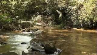 A Rainforest in North Carolina [upl. by Eada]