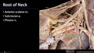 Superior Mediastinum and Root of Neck  Root of Neck [upl. by Neema]