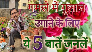 गमले में गुलाब उगाने के लिए ये 5 बातें अभी जान लें  5 Things you must know for Growing Roses [upl. by Nelloc]