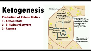 Ketogenesis Ketone Bodies Formation [upl. by Checani]