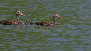 Blackbellied whistling duck with its babies fstopdotcom Z9 ecotourism wildlife birdwatching [upl. by Stoller]