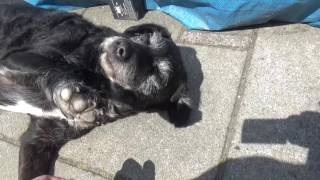 Odd Spanish water dog loves baking in the sun [upl. by Victoir]