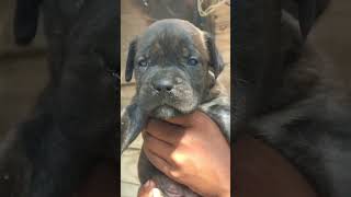 Cane Corso Puppy Available Top Quality 83076 13711 in India 🇮🇳 shorts canecorso dog [upl. by Farris630]