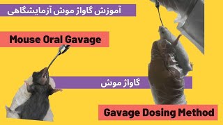 Mouse oral gavage dosing technique  تکنیک گاواژ در موش [upl. by Eremaj]