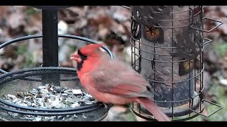 FRIDAY live bird feeder stream in Windsor Ontario [upl. by Ille]