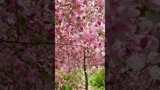 🟢Pear tree blossom цветение грушевого дерева shortvideo shortsfeed fun nature [upl. by Arvonio]